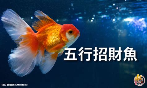 招財魚數量